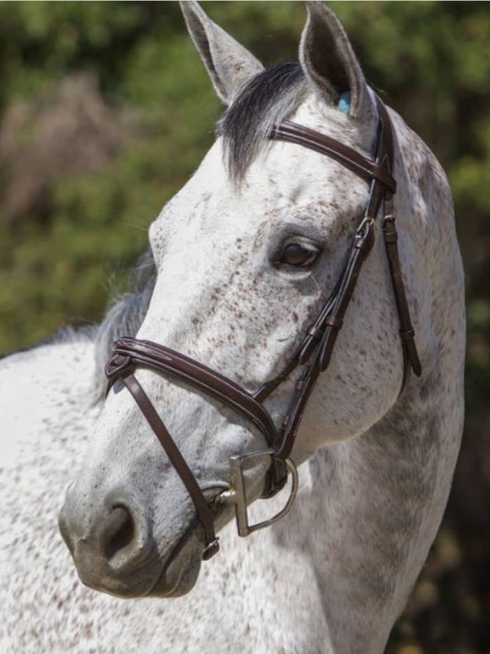 Exion Anatomical Snaffle Jumping Bridle